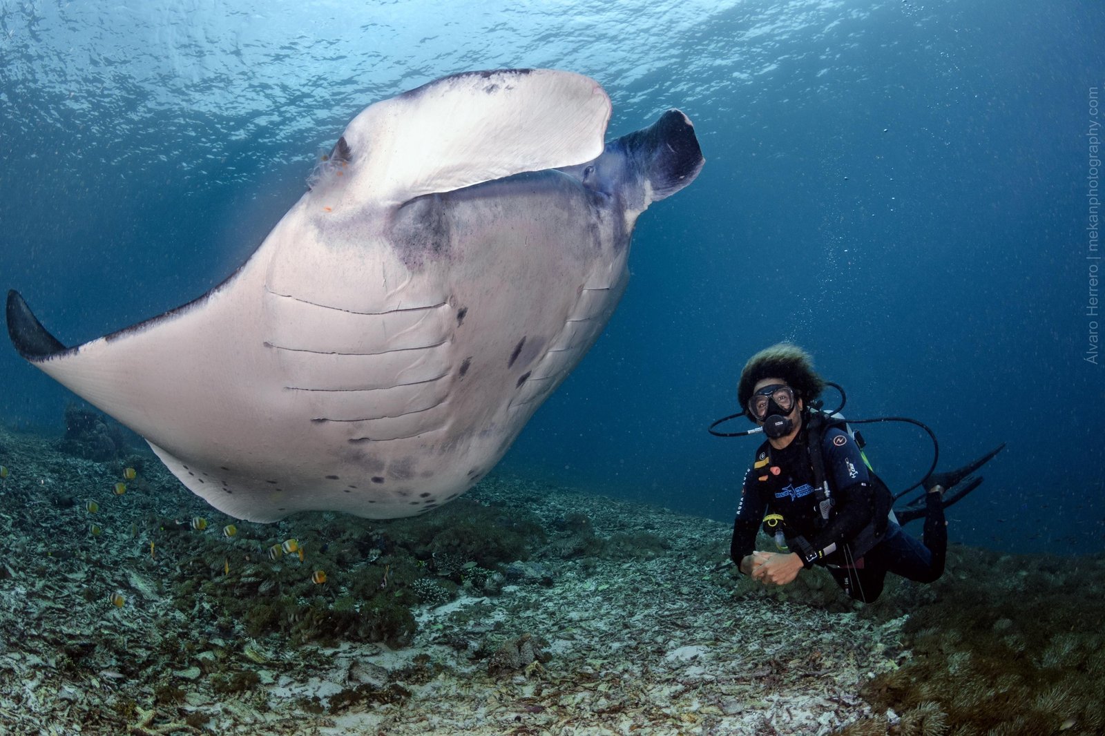 Fun Dive