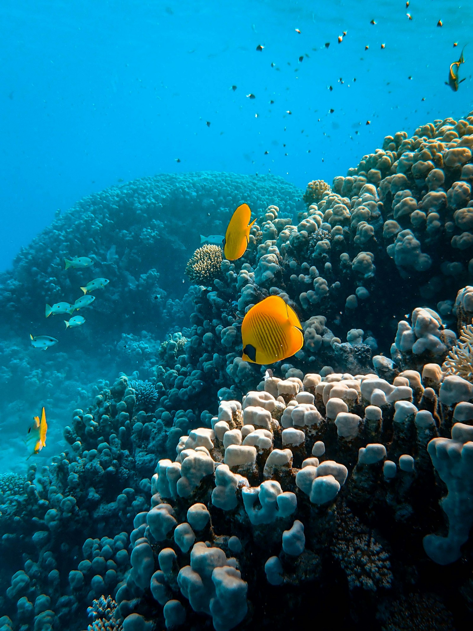 Scuba Diving